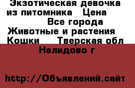 Экзотическая девочка из питомника › Цена ­ 25 000 - Все города Животные и растения » Кошки   . Тверская обл.,Нелидово г.